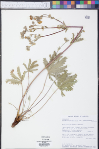 Potentilla gracilis image