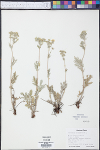 Potentilla pensylvanica image