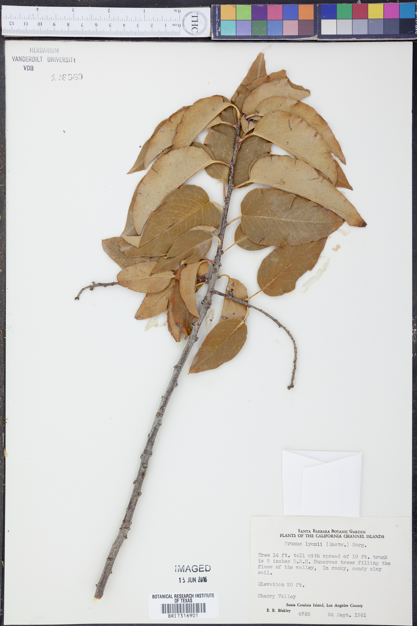 Prunus lyonii image