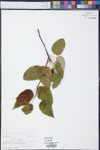 Prunus mahaleb image