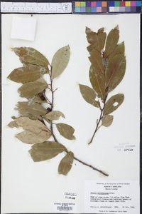 Prunus caroliniana image