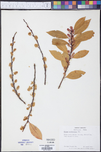 Prunus caroliniana image