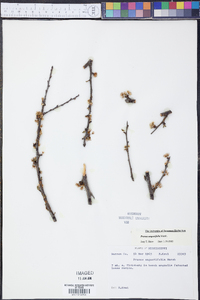 Prunus angustifolia image