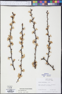 Prunus angustifolia image