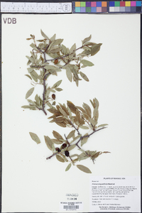 Prunus angustifolia image