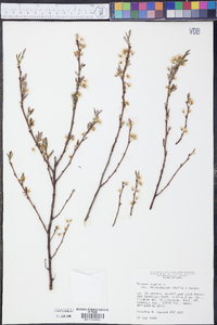 Prunus pumila image