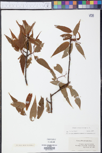 Prunus pensylvanica image