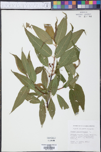 Prunus pensylvanica image