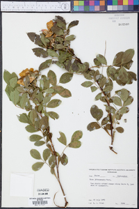 Rosa johannensis image