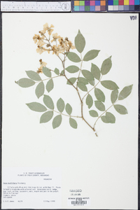 Rosa multiflora image