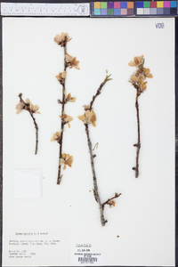 Prunus persica image