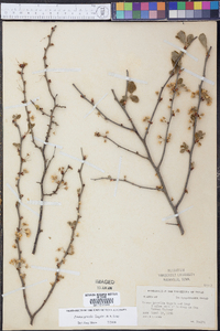 Prunus gracilis image