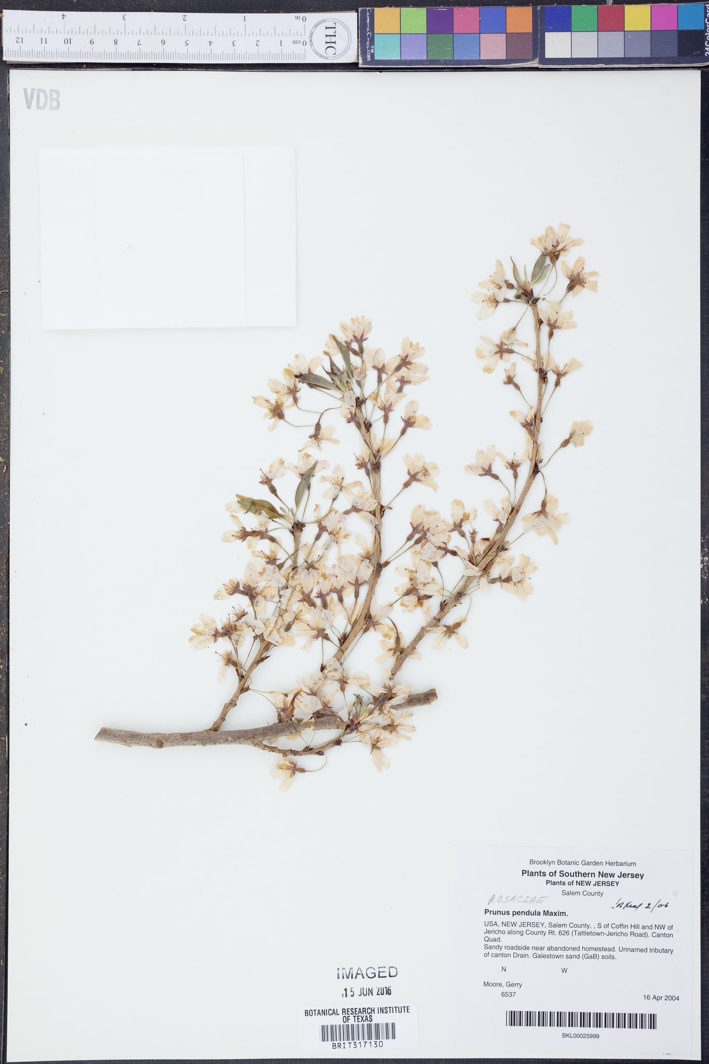 Prunus spachiana image