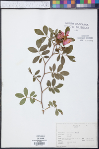 Rosa palustris image