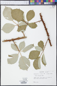 Rubus bifrons image