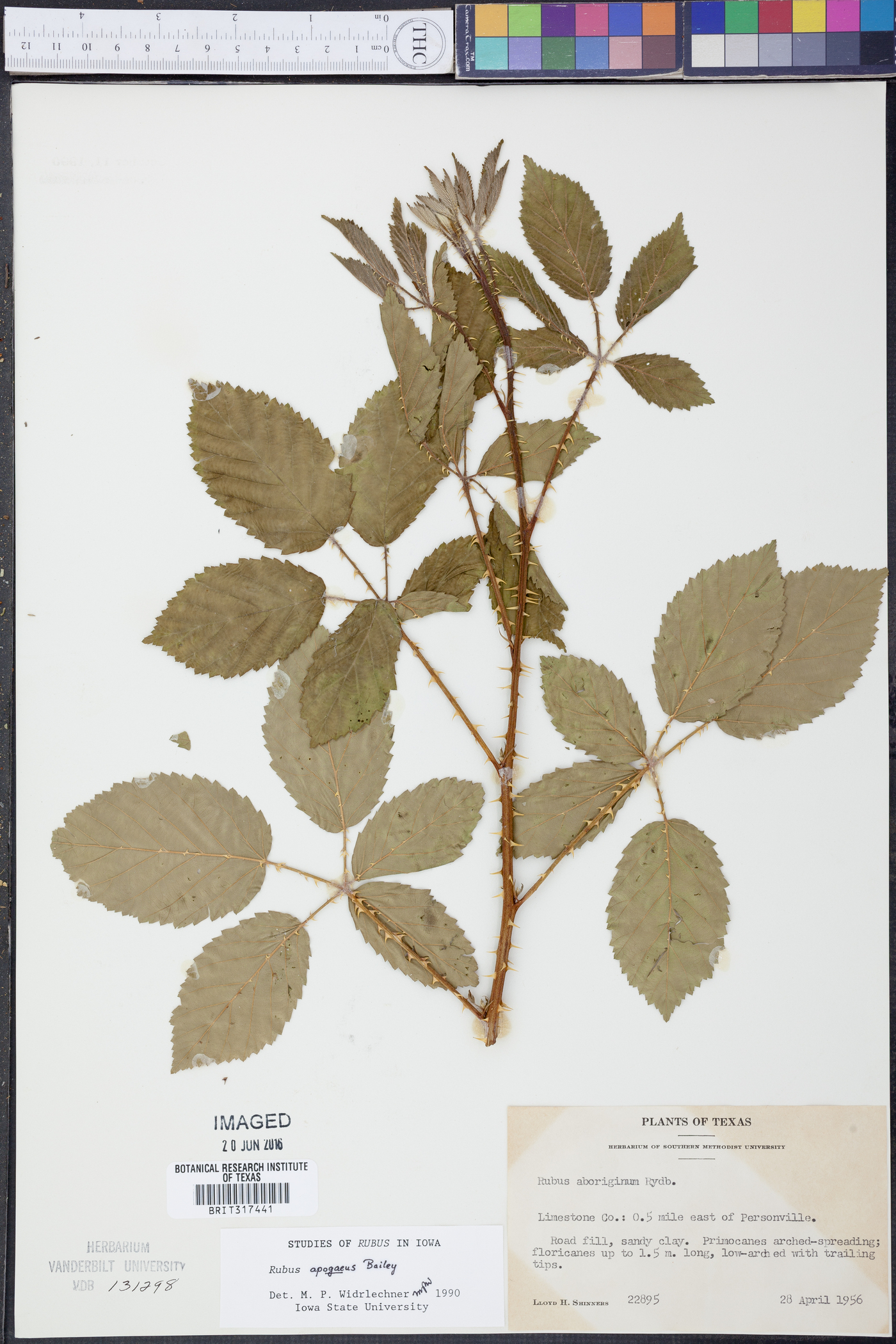 Rubus apogaeus image