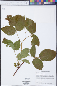 Rubus alumnus image