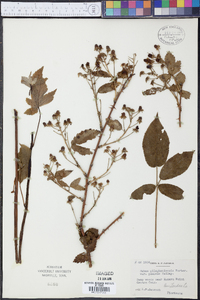 Rubus allegheniensis var. plausus image