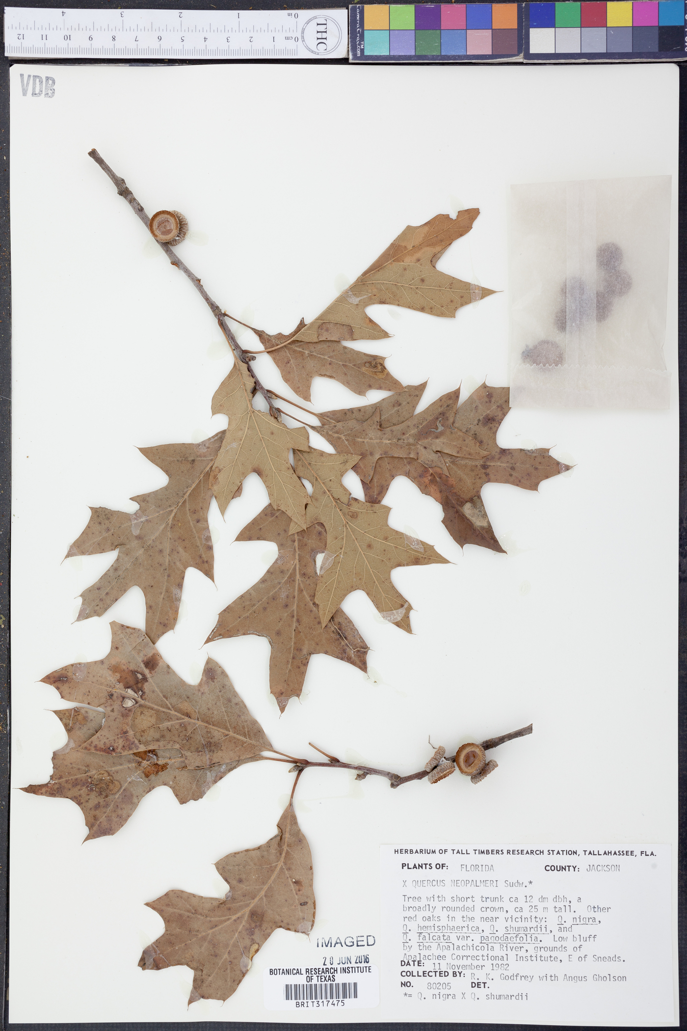 Quercus x neopalmeri image