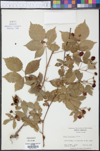 Rubus flagellaris image