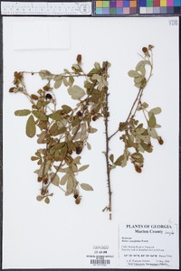 Rubus cuneifolius image