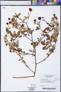 Rubus cuneifolius image