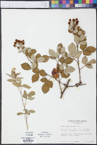 Rubus cuneifolius image