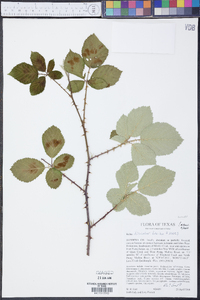 Rubus discolor image