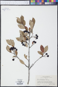 Pyrus floribunda image