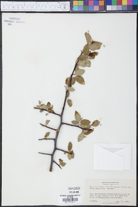 Pyrus coronaria var. lancifolia image