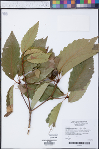 Quercus montana image