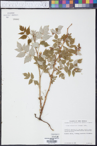 Rubus arizonicus image