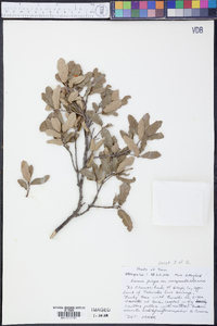 Quercus vaseyana image