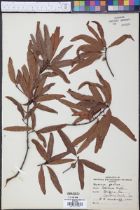 Quercus phellos image