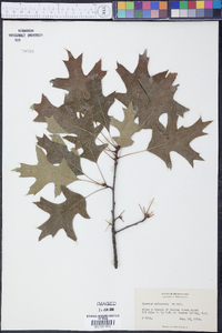 Quercus palustris image