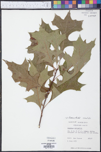 Quercus texana image