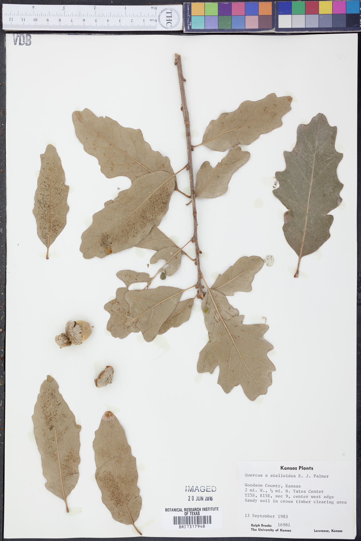 Quercus x stelloides image