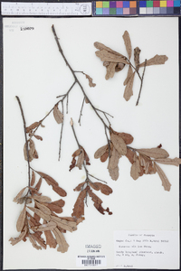 Quercus minima image