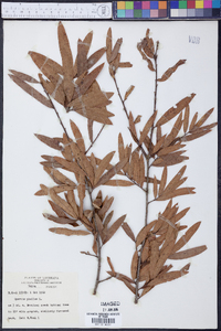 Quercus phellos image