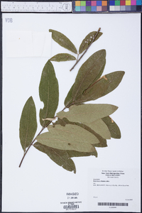 Quercus x filialis image