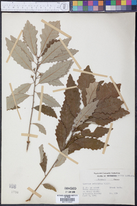 Quercus prinoides image