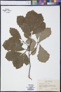 Quercus prinoides image