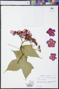 Rubus odoratus image