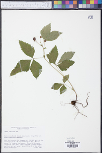 Rubus pubescens image