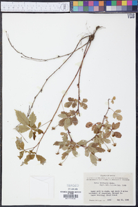 Rubus trivialis image