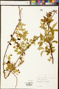 Rubus trivialis image