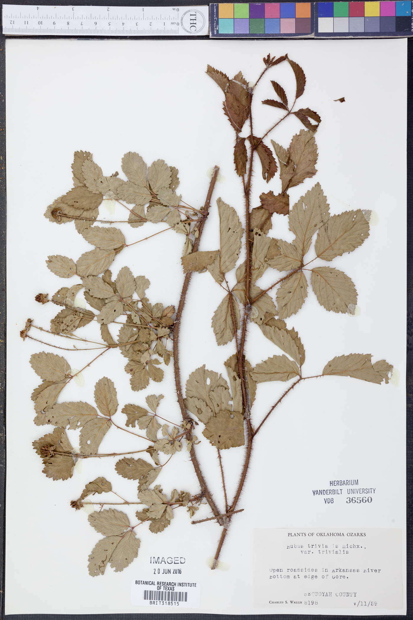 Rubus trivialis var. trivialis image