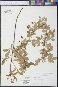 Rubus trivialis image