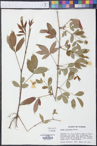 Rubus trivialis image