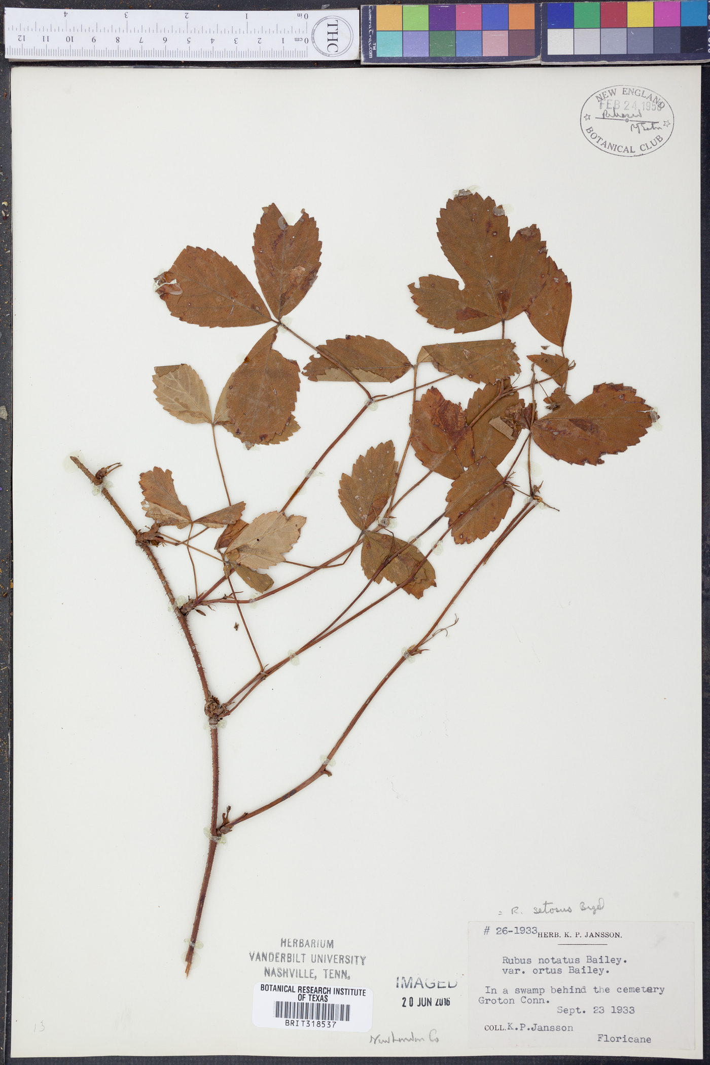 Rubus setosus image